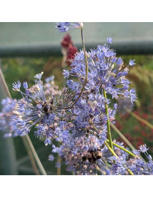 Allium caerleum azureum (1lt)