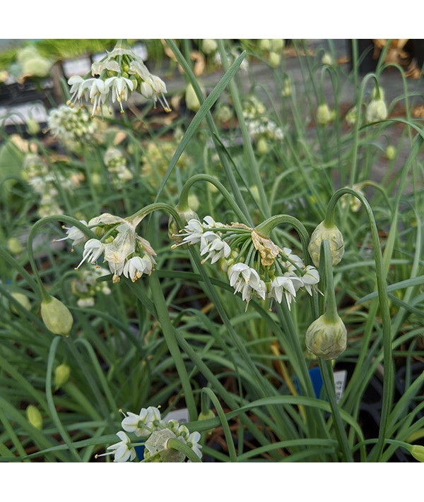 Allium cernuum White Dwarf (1lt)