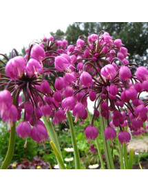 Allium cernuum Hidcote (1.5lt) Allium cernuum Hidcote (1.5lt)