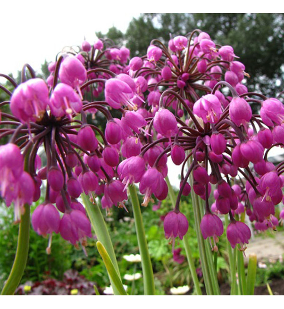 Allium cernuum Hidcote (1.5lt)