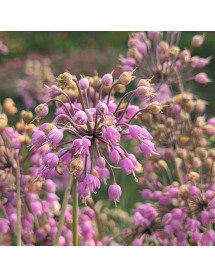 Allium cernuum Hidcote (1.5lt)