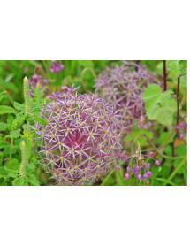 Allium christophii (6 x bulbs)