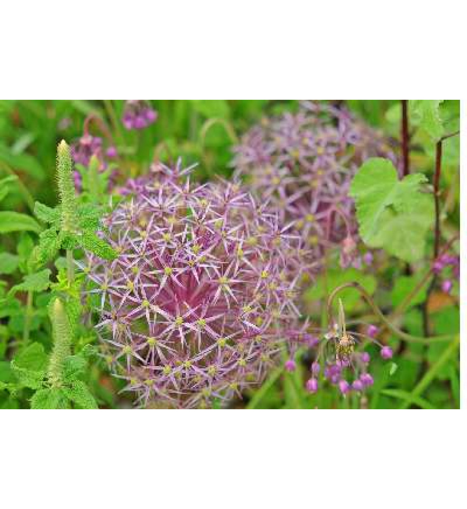 Allium christophii (6 x bulbs)
