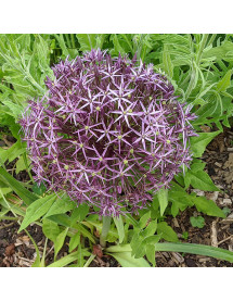 Allium christophii (1 x bulb)