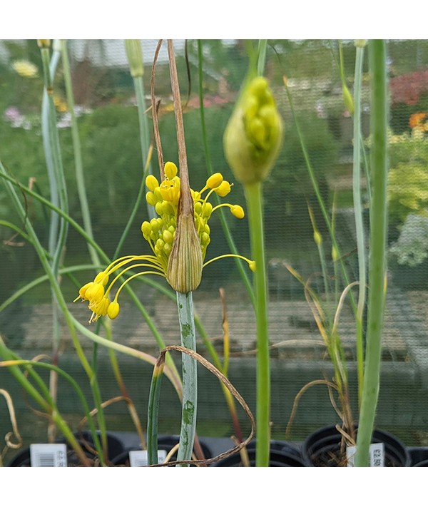 Allium Flavum (9cm)