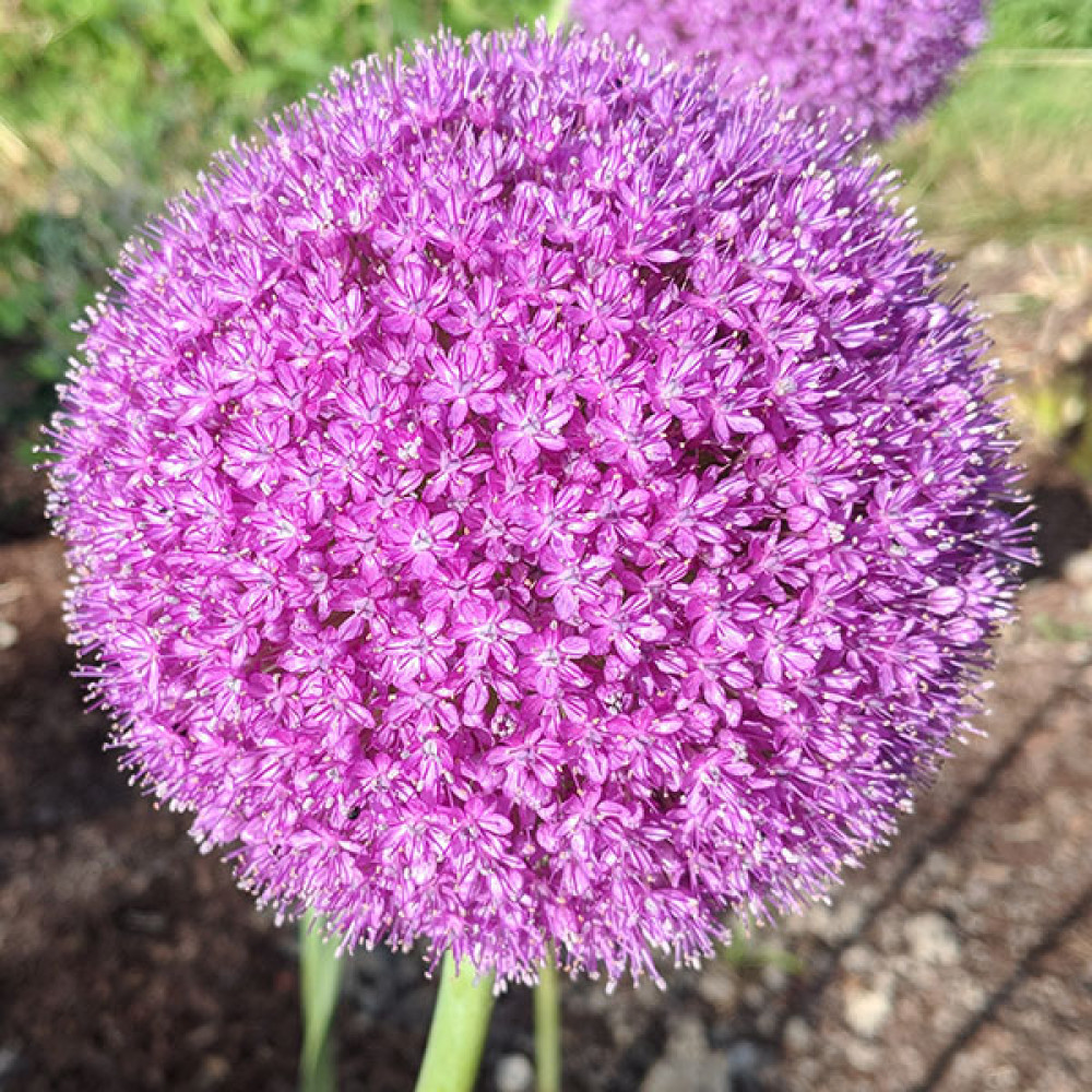 Allium giganteum (2lt)