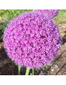 Allium giganteum (2lt)