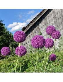 Allium giganteum (2lt)