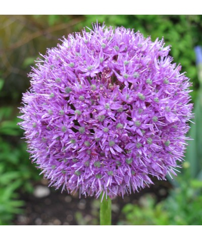 Allium Globemaster                                                                      (2lt)