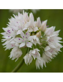 Allium Graceful Beauty (1lt)