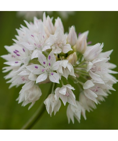 Allium Graceful Beauty (1lt)
