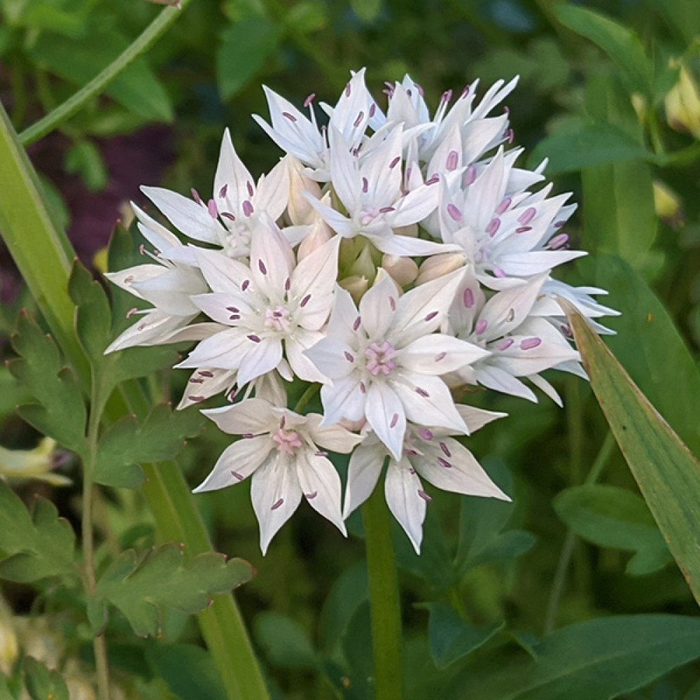Allium Graceful Beauty (1lt)