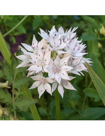 Allium Graceful Beauty (1lt)
