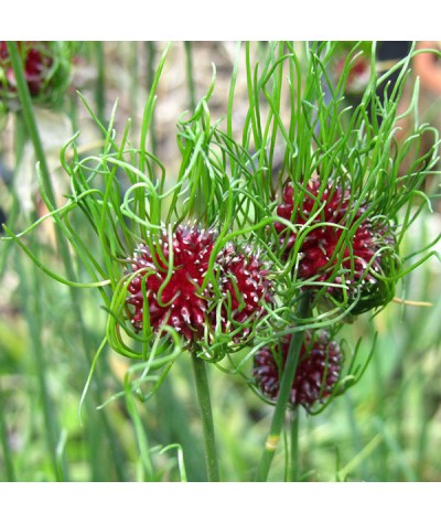 Allium Hair (1lt)