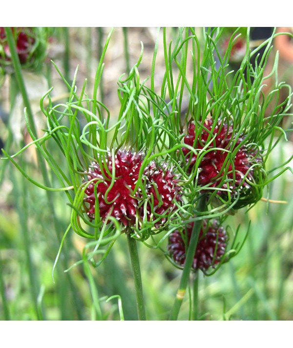 Allium Hair (1x bulb)