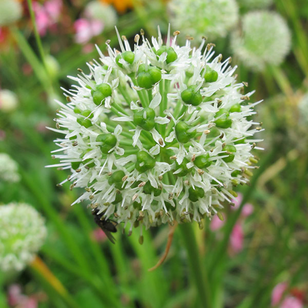 Allium hookeri Zorami (1lt)
