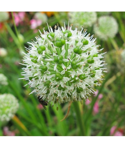 Allium hookeri Zorami (1lt)