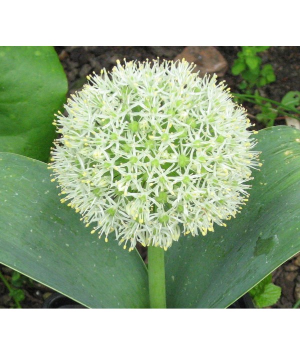 Allium karataviense Ivory Queen (1lt) Allium karataviense Ivory Queen (1lt)