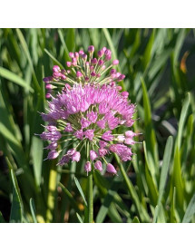 Allium Lavender Bubbles (2lt)