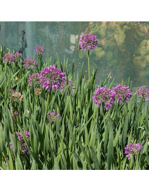 Allium Lavender Bubbles (2lt)
