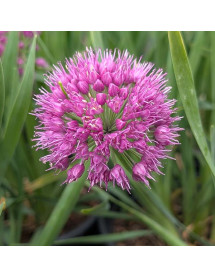 Allium Lavender Bubbles (2lt)