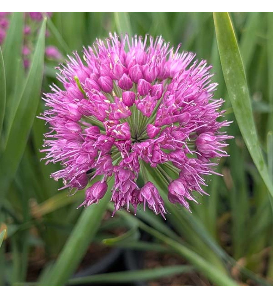 Allium Lavender Bubbles (2lt)
