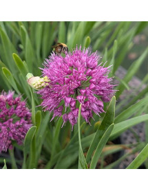 Allium Lavender Bubbles (2lt) Allium Lavender Bubbles (2lt)