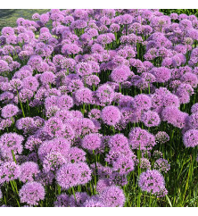 Allium Millenium (1.5lt) Allium Millenium (1.5lt)