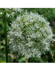 Allium Mont Blanc (2lt)