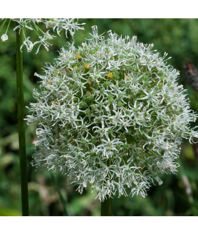 Allium Mont Blanc (1lt)
