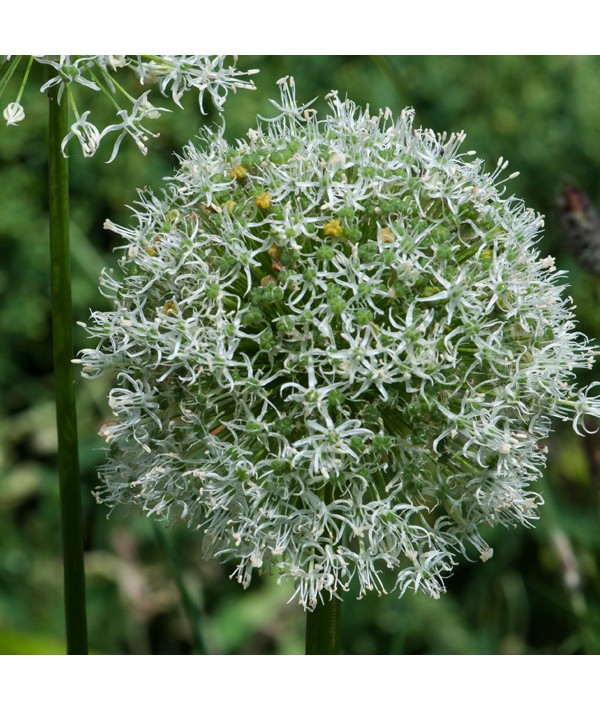 Allium Mont Blanc (2lt)