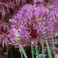 Allium Purple Rain (1lt)