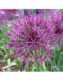 Allium Purple Rain (7 x bulbs)