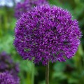 Allium hollandicum Purple Sensation (1lt)