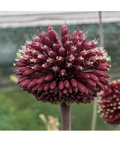 Allium Red Mohican (1lt)