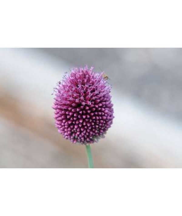 Allium sphaerocephalon (1lt)