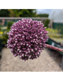 Allium Summer Drummer (2lt)