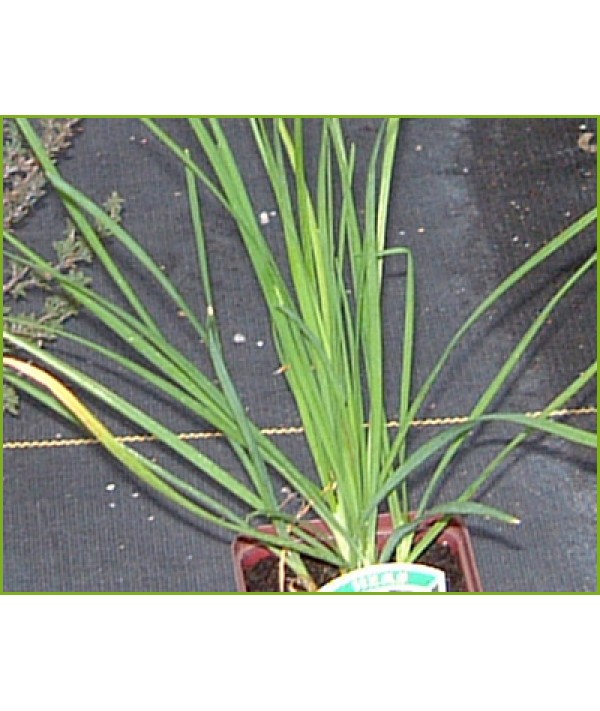 Allium tuberosum - Garlic chives (0.8lt)