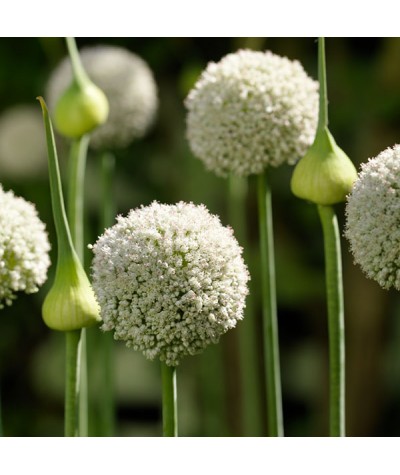 Allium White Cloud (1lt)