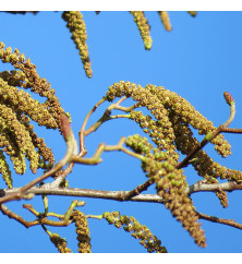 Alnus cordata (6lt)