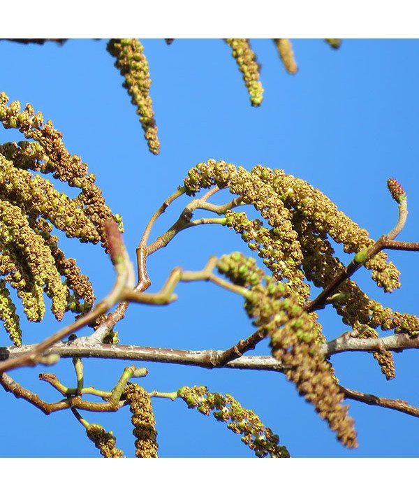 Alnus cordata (6lt)