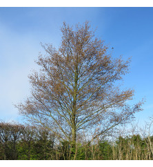 Alnus cordata (6lt)