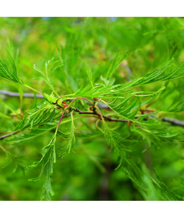 Alnus glutinosa Imperialis (7lt)