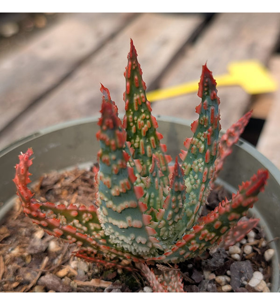 Aloe Christmas Carol (1lt)