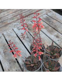 Aloe Christmas Carol (1lt)