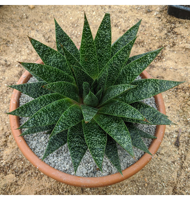 House Plants