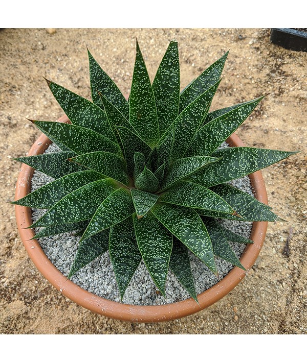 Aloe cv. 'Flo' (3lt)