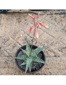 Aloe White Ovate (3lt)