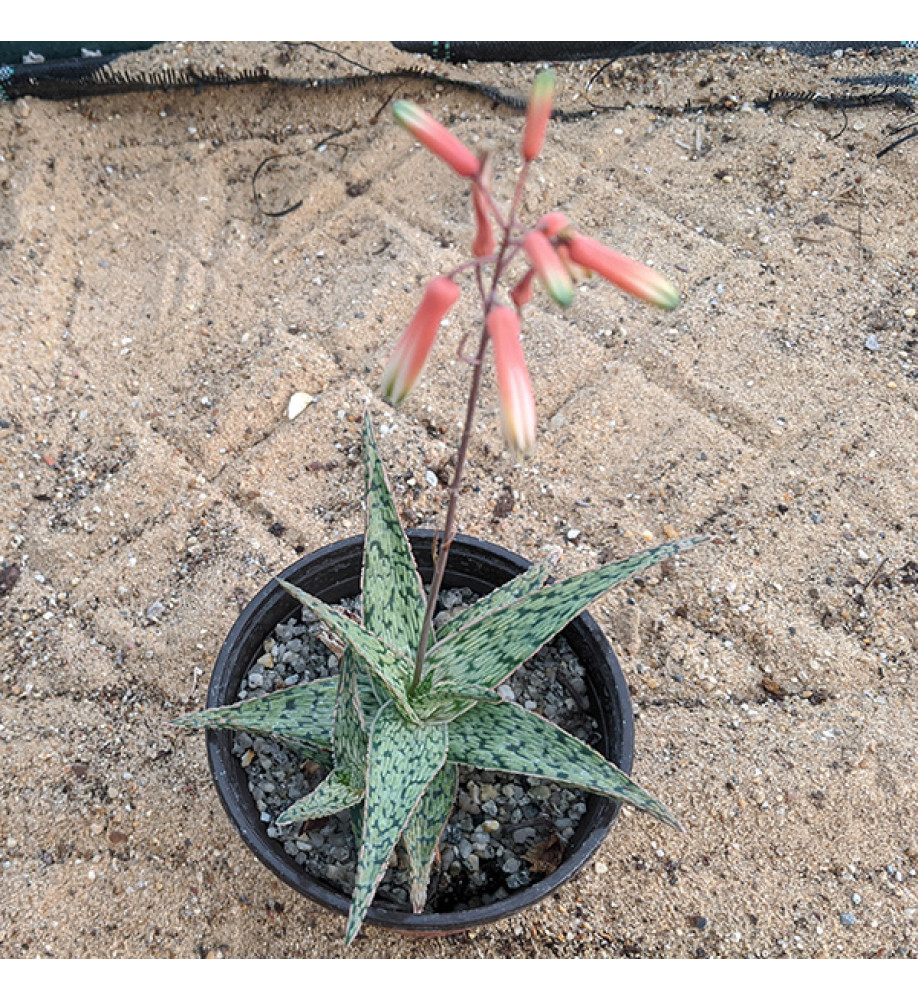 Aloe White Ovate (3lt)