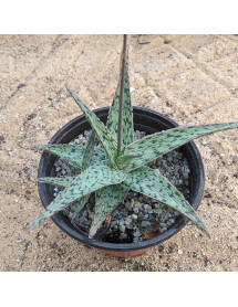 Aloe White Ovate (3lt)